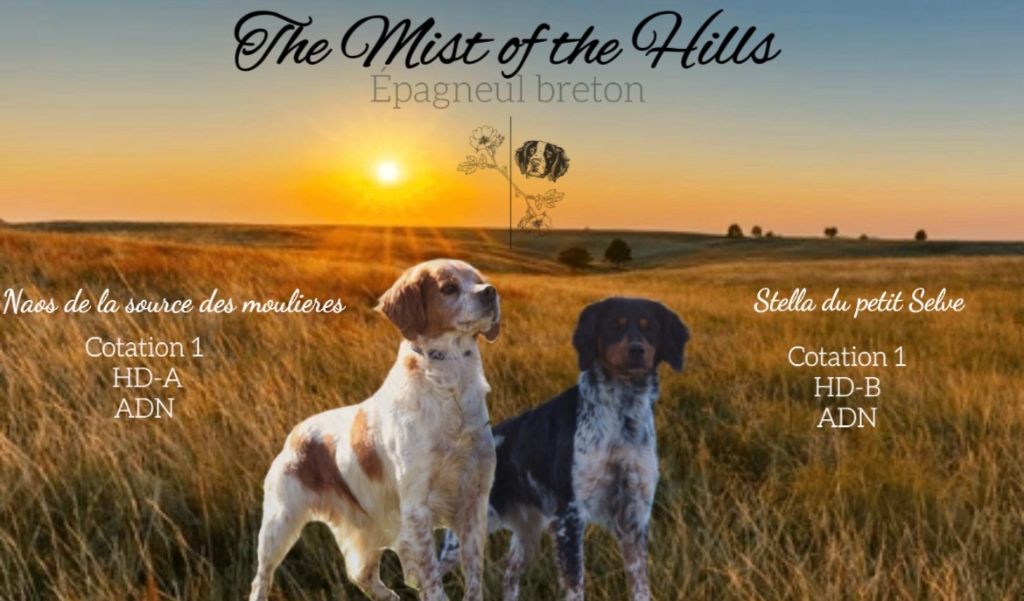 From The Mist Of The Hills - Portée 2024 : Sierra X Naos 6 CHIOTS DISPONIBLES A LA RESERVATION