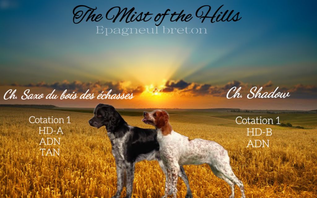 chiot Epagneul Breton From The Mist Of The Hills
