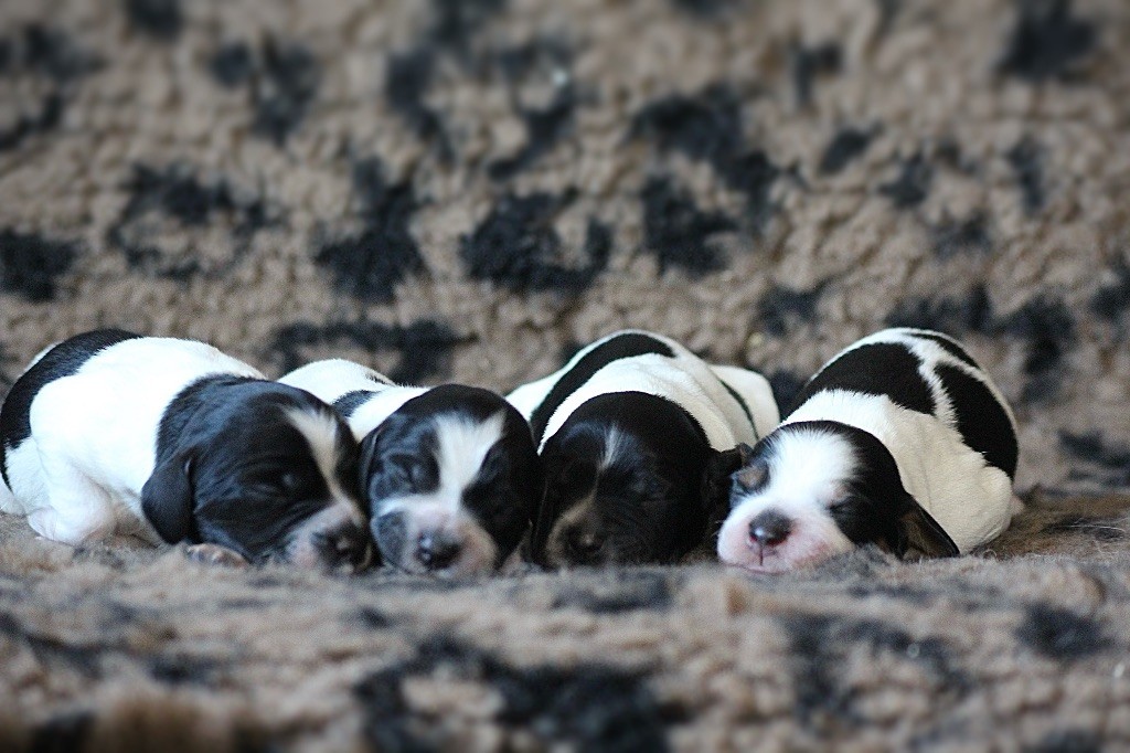 Chiots disponible à la réservation 