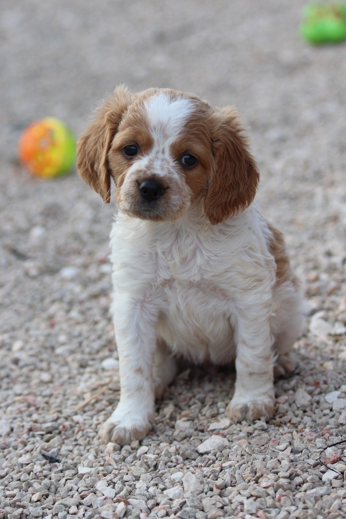 From The Mist Of The Hills - Chiots disponibles - Epagneul Breton