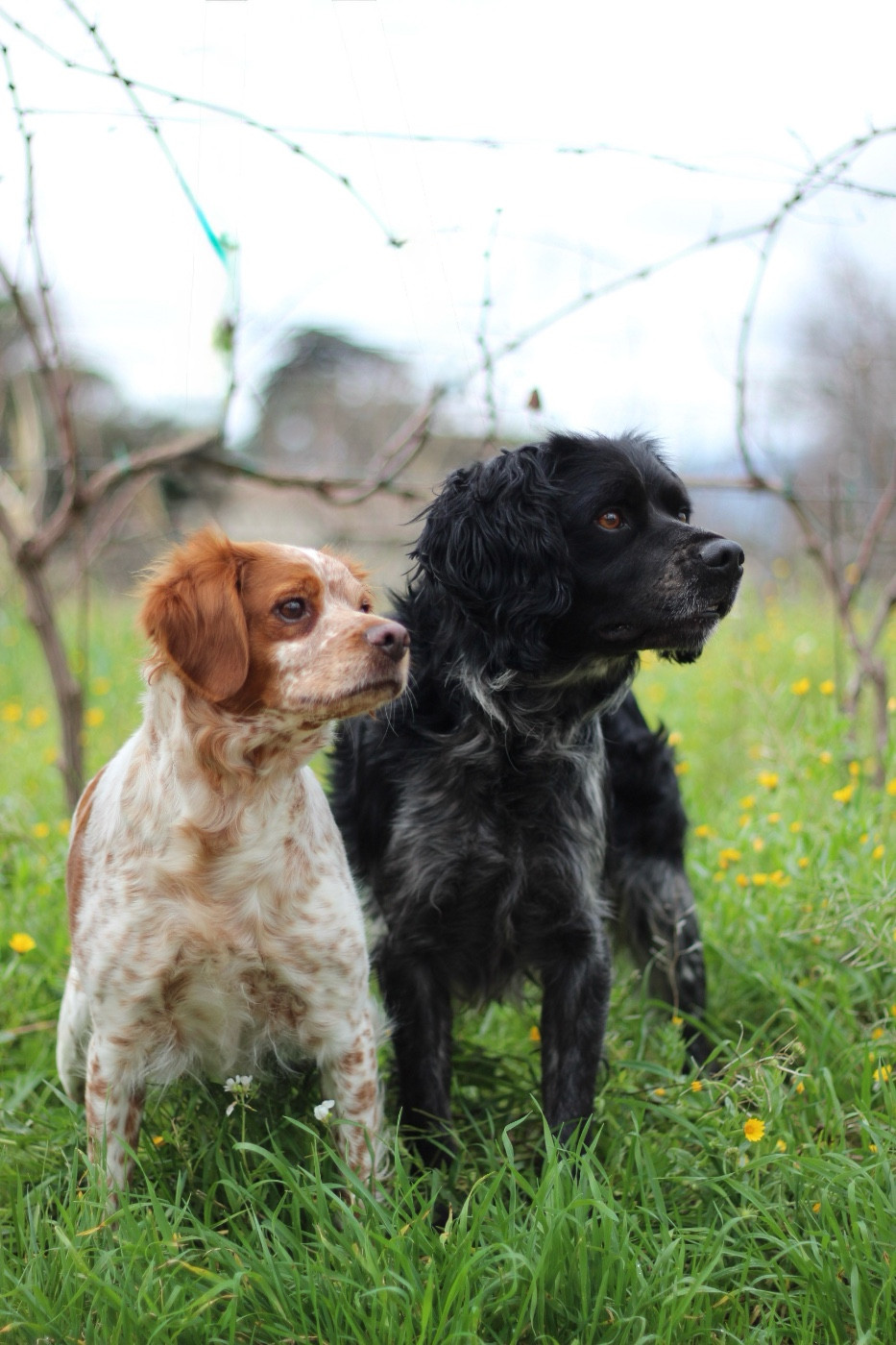 Chiot Epagneul Breton From The Mist Of The Hills