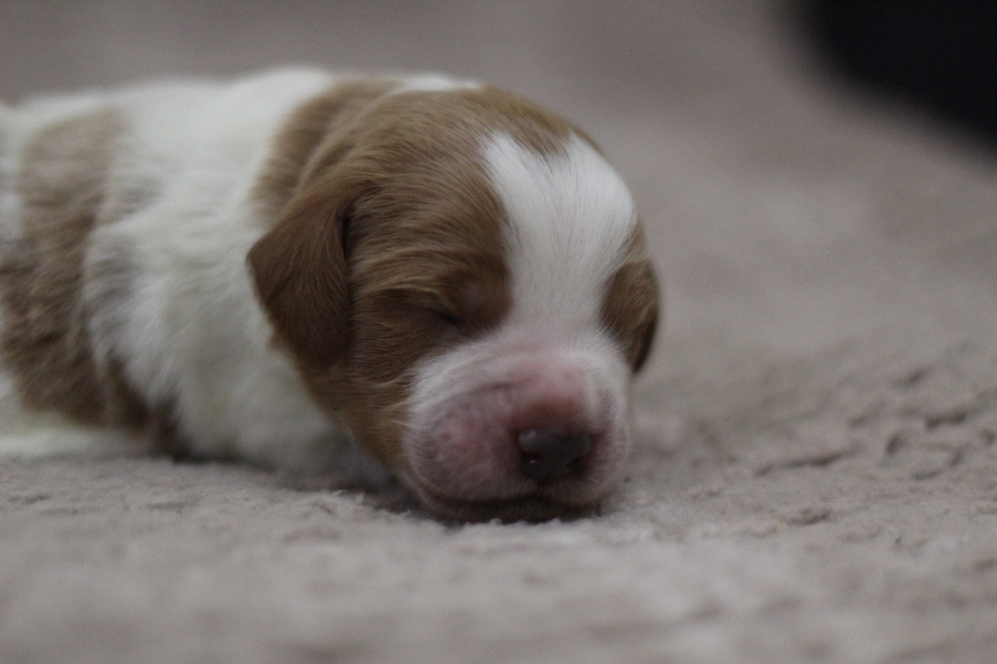 From The Mist Of The Hills - Chiots disponibles - Epagneul Breton