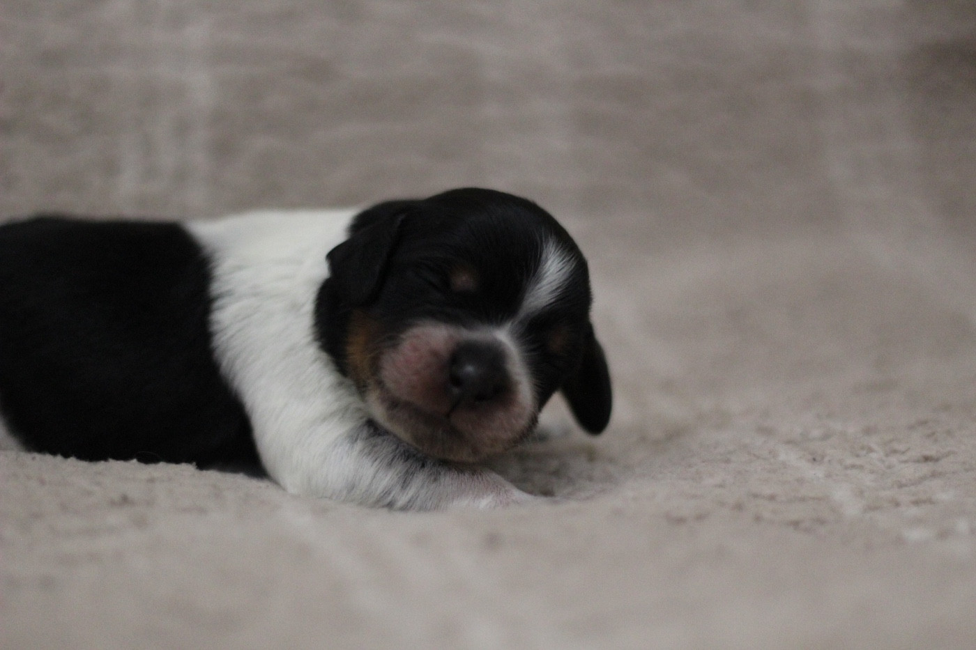 From The Mist Of The Hills - Chiots disponibles - Epagneul Breton