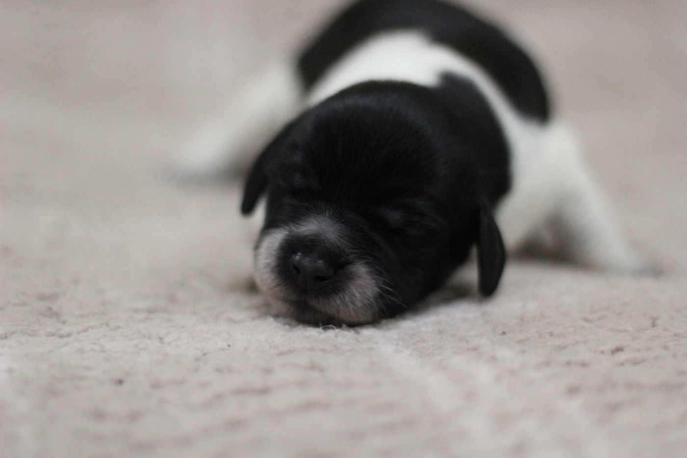 From The Mist Of The Hills - Chiots disponibles - Epagneul Breton