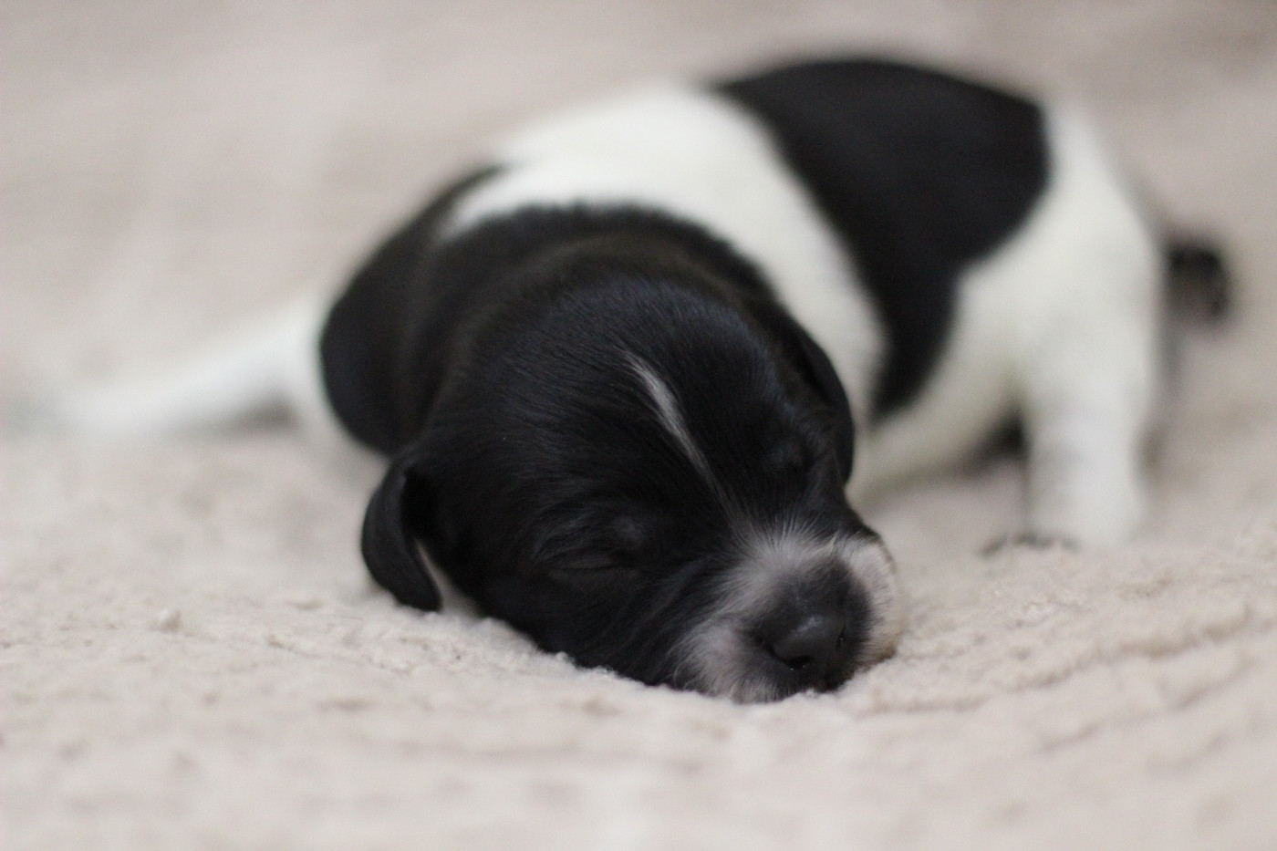 From The Mist Of The Hills - Chiots disponibles - Epagneul Breton