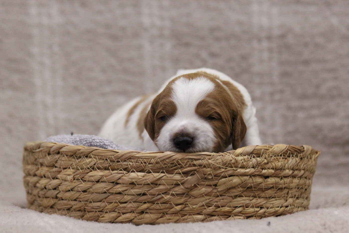 From The Mist Of The Hills - Chiots disponibles - Epagneul Breton