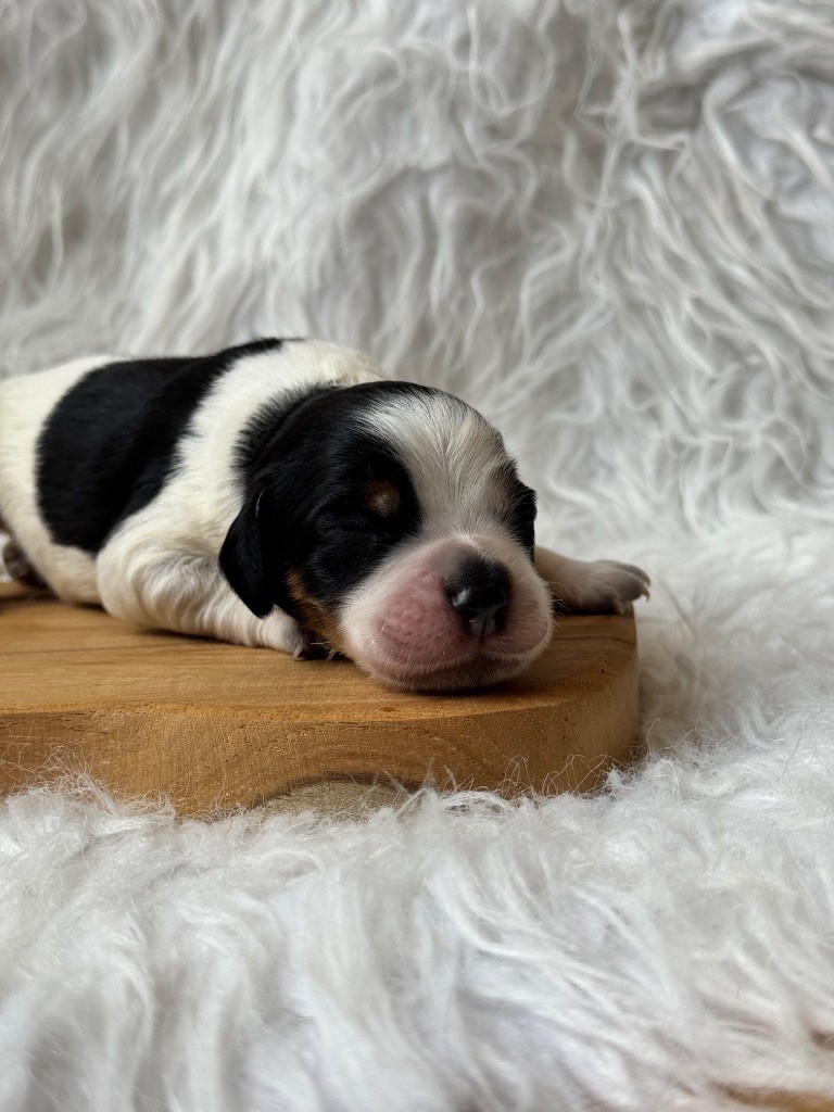 From The Mist Of The Hills - Chiots disponibles - Epagneul Breton