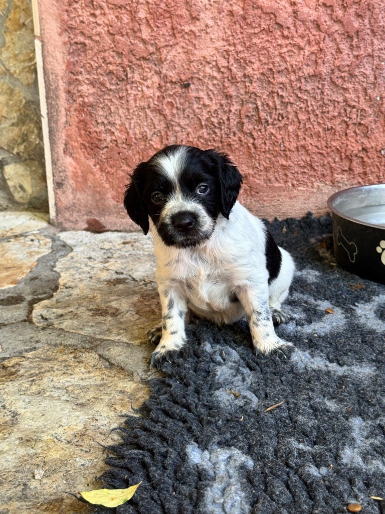 From The Mist Of The Hills - Chiots disponibles - Epagneul Breton