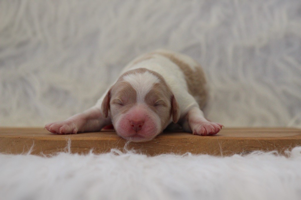 From The Mist Of The Hills - Chiots disponibles - Epagneul Breton