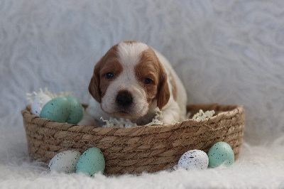 CHIOT