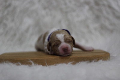 CHIOT 4