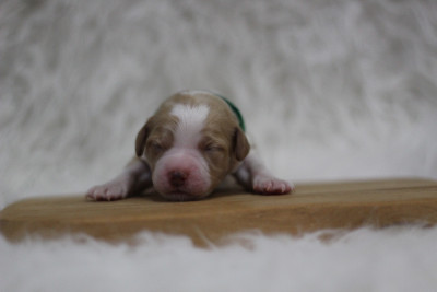 CHIOT 5