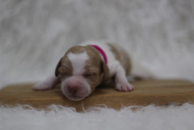 CHIOT 1