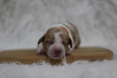 CHIOT 2