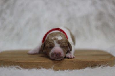 CHIOT 3